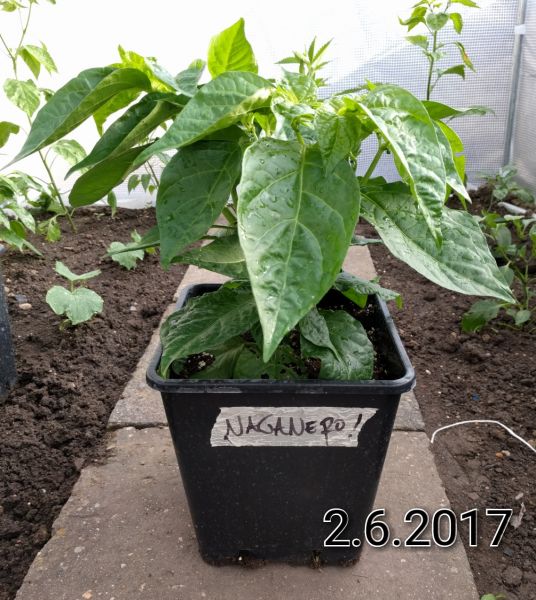 2017-06-02-07-46-31