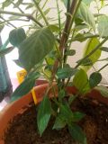 IMG_20170602_151118
