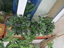 IMG_20170604_113316