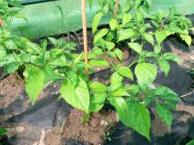 IMG_20170605_125703[1]