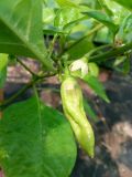 IMG_20170605_125649[1]