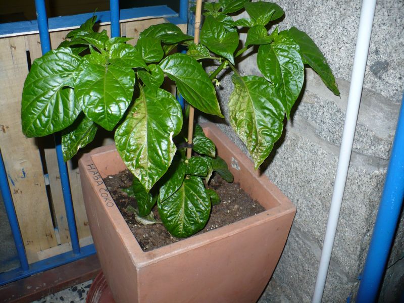 P1050224