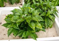 Aji Charapita
