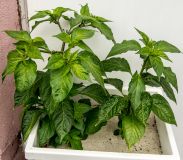 Dorset Naga
