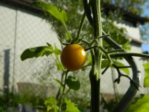 Sungold- první letošní rajče