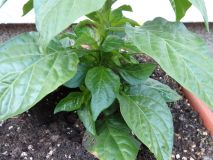 155-Bhut Jolokia