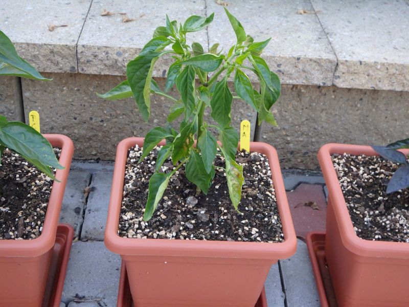 159-Chilli z Madarska