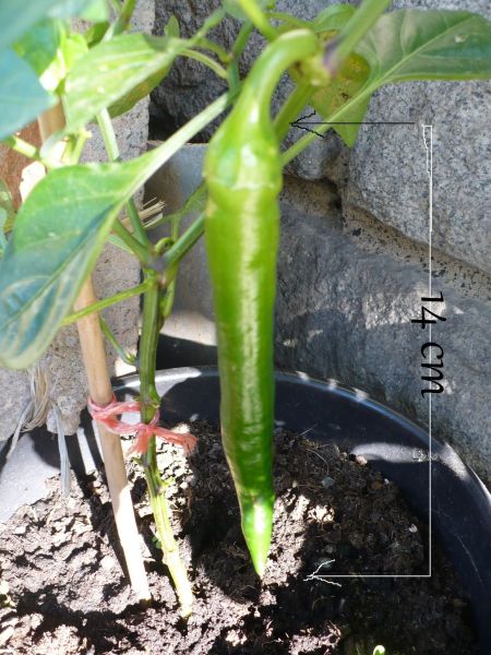 P1050236