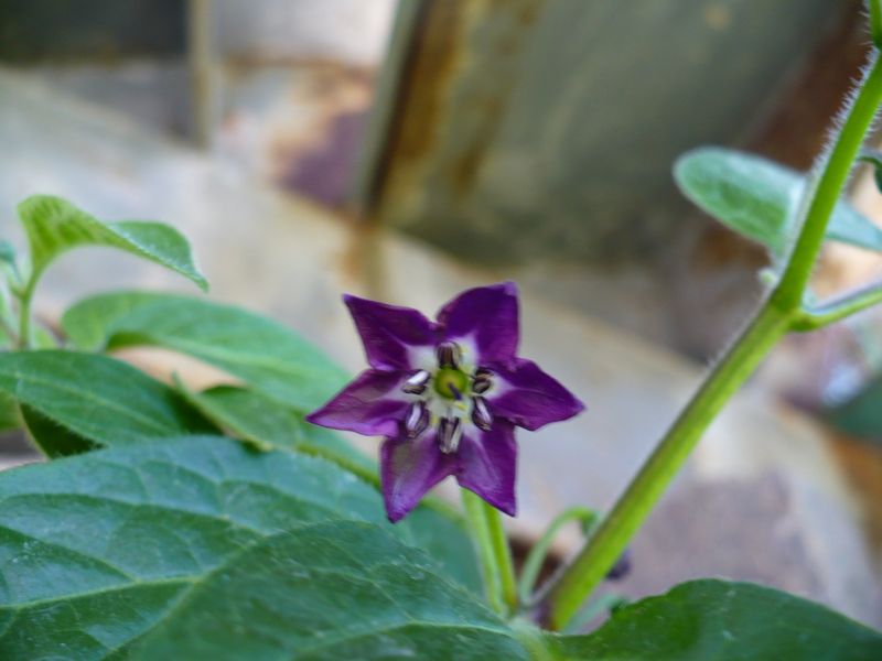 P1050243