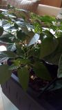 IMG_20170612_173349