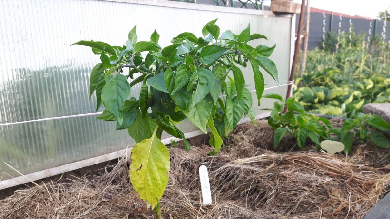 pimenta diomar