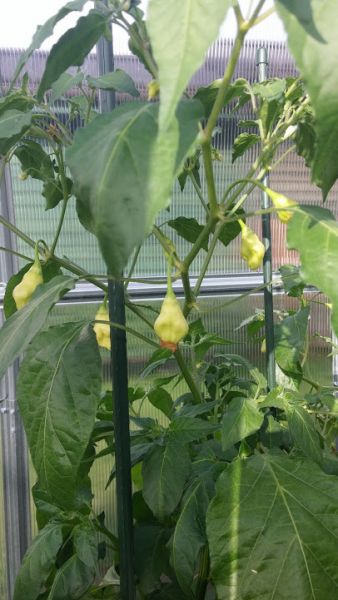 Aji fantasy sparkly white 2