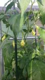 Aji fantasy sparkly white 2