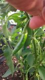 Jalapeno Hercules