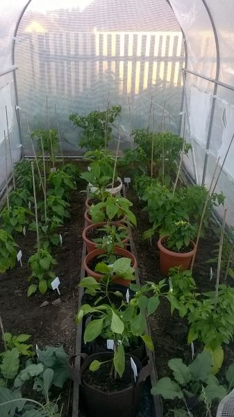 WP_20170618_001