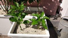 Pot