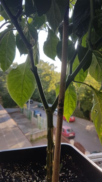 20170619_191948