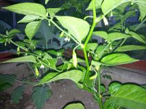 19/06 - Bhut Jolokia White