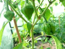 IMG_20170622_172914