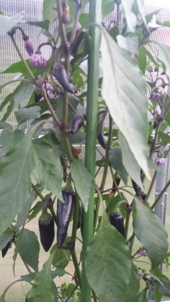 Hungarian Black