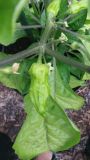 Naga Morich