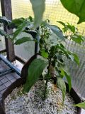 IMG_20170620_192441