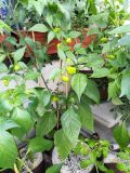 IMG_20170620_192613