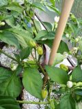 IMG_20170620_192845_1