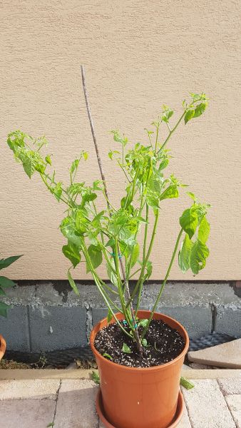 20170625_080216