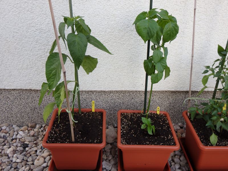 185-Baccatum