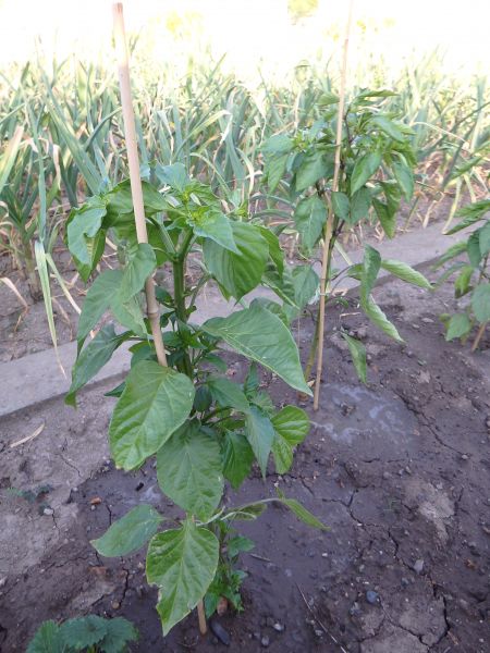 195-Aji Amarillo
