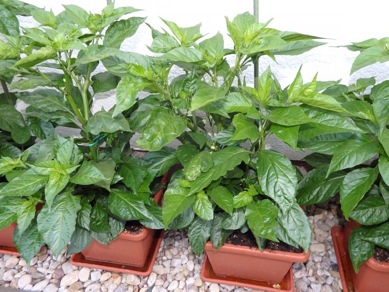 202-DTC + Bhut Jolokia