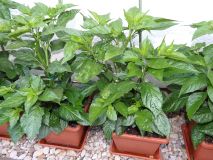 202-DTC + Bhut Jolokia