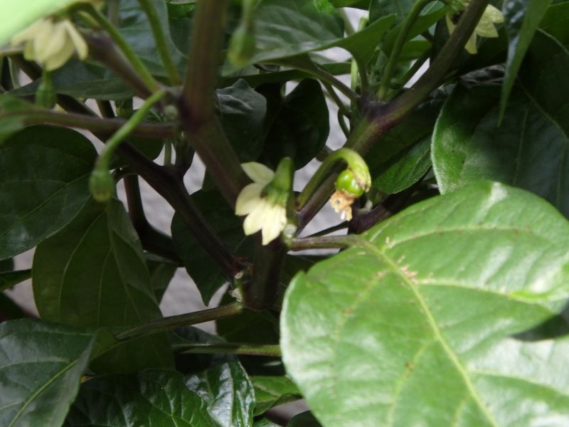 202-Habanero plod