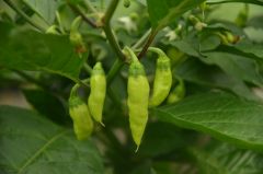 2017_06_27 (6) Datil (800x530)