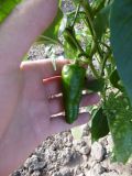 Pimentos de Padron