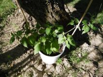 Rocoto