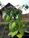 7 pot Barrackpore