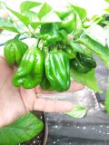 Monster Naga 2