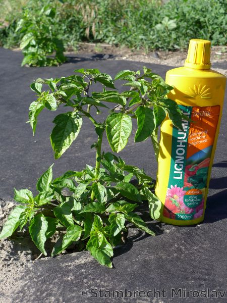 6)Brown Bhutlah