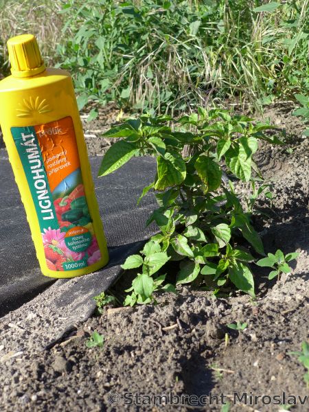 10)Naga Morich