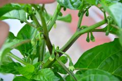 moruga