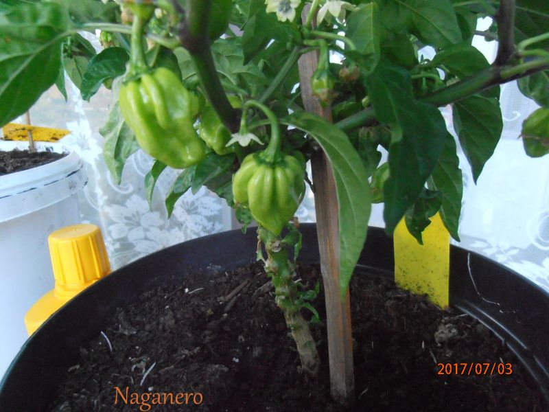 P7030214