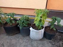 IMG_20170703_201209