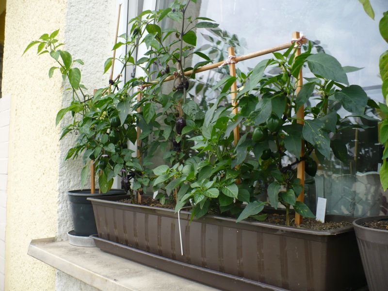 P1050414