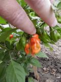 Naga Morich Chocolatte