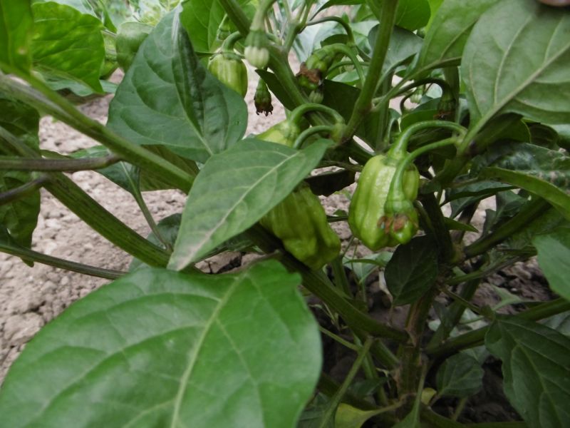 Naganero F3