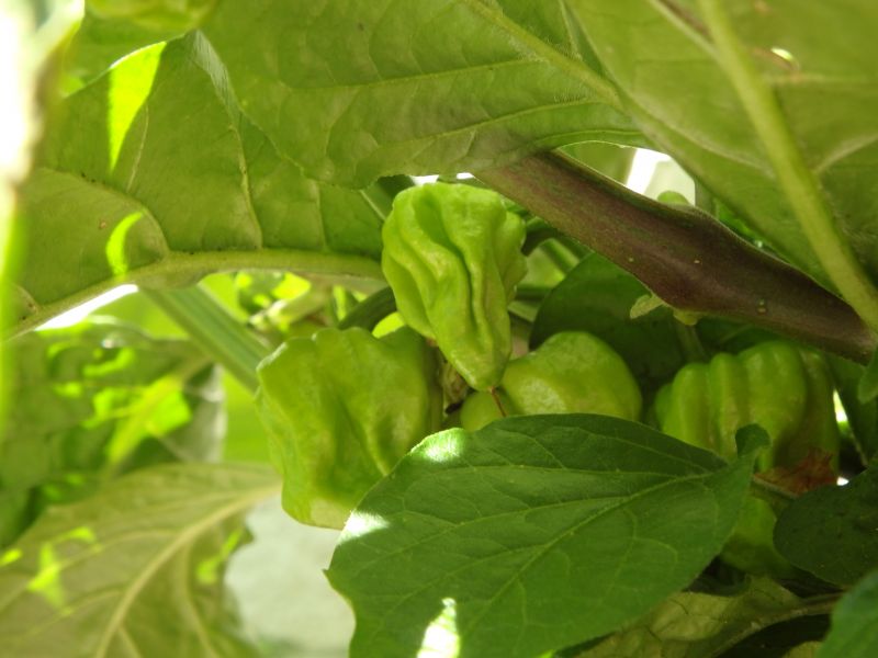 205-Habanero Green