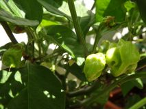 208-Habanero Mustard