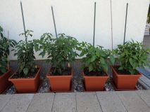 211-Jalapenos